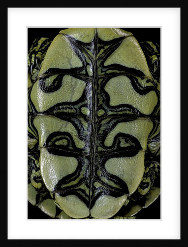 Trachemys dorbigni (black-bellied slider) by Anonymous