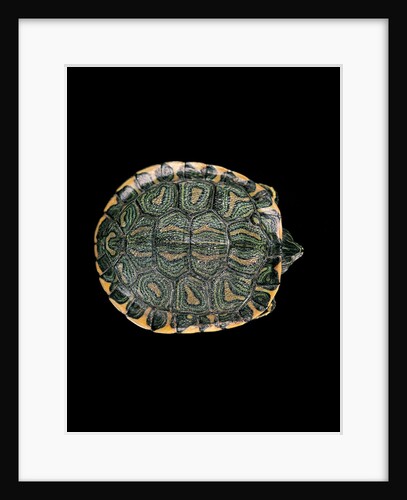 Trachemys dorbigni (black-bellied slider) by Anonymous