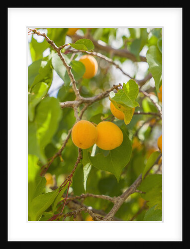Drying apricots at Alchi village by Anonymous