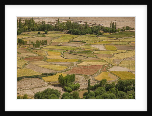 Chemde Monastery, near Karu, corn field around monastery by Anonymous