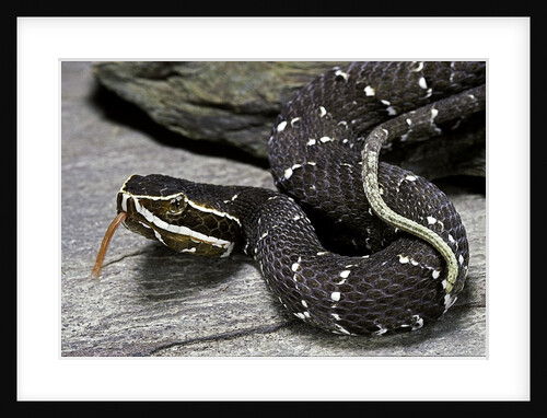 Agkistrodon bilineatus (mexican moccasin) by Anonymous
