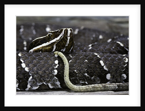 Agkistrodon bilineatus (mexican moccasin) by Anonymous