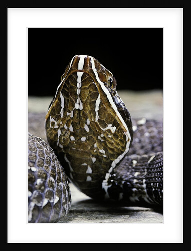 Agkistrodon bilineatus (mexican moccasin) by Anonymous