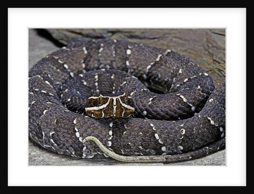 Agkistrodon bilineatus (mexican moccasin) by Anonymous