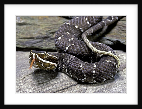 Agkistrodon bilineatus (mexican moccasin) by Anonymous