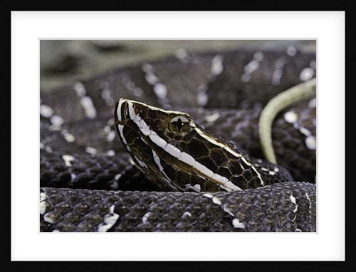 Agkistrodon bilineatus (mexican moccasin) by Anonymous