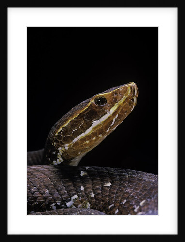 Agkistrodon bilineatus (mexican moccasin) by Anonymous
