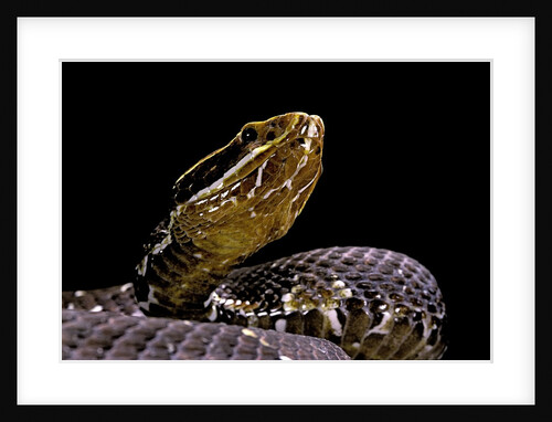 Agkistrodon bilineatus (mexican moccasin) by Anonymous