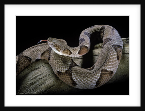 Agkistrodon contortrix (copperhead) by Anonymous
