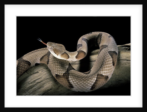 Agkistrodon contortrix (copperhead) by Anonymous