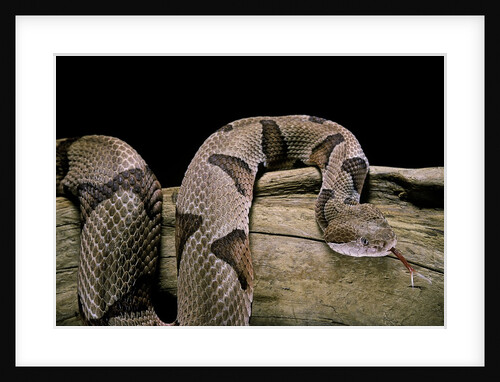 Agkistrodon contortrix (copperhead) by Anonymous