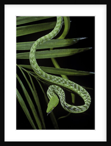 Ahaetulla prasina (asian long-nosed tree snake) by Anonymous