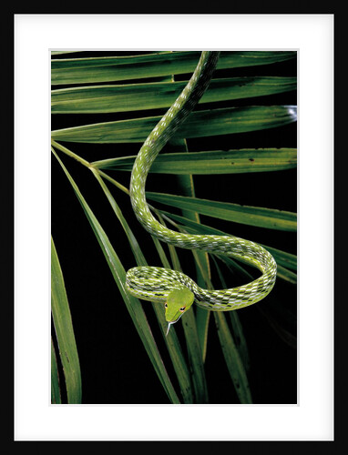 Ahaetulla prasina (asian long-nosed tree snake) by Anonymous