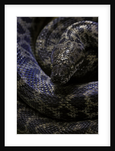 Antaresia childreni (children's python) by Anonymous