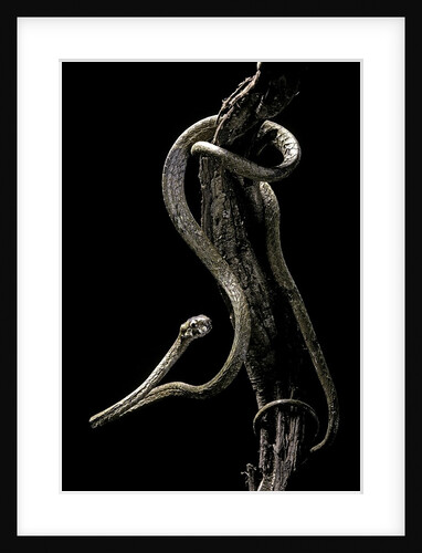 Aplopeltura boa (blunt-headed tree snake) by Anonymous