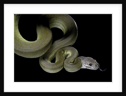 Apodora papuana (papuan python) by Anonymous