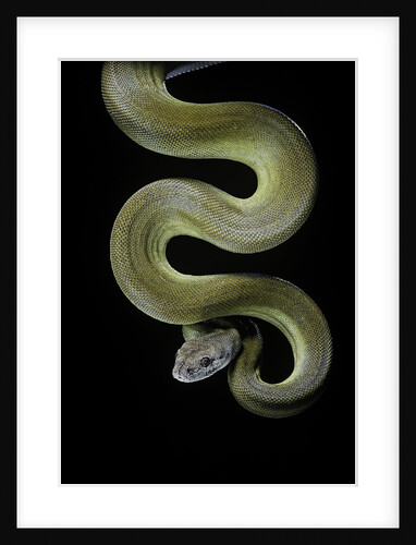 Apodora papuana (papuan python) by Anonymous