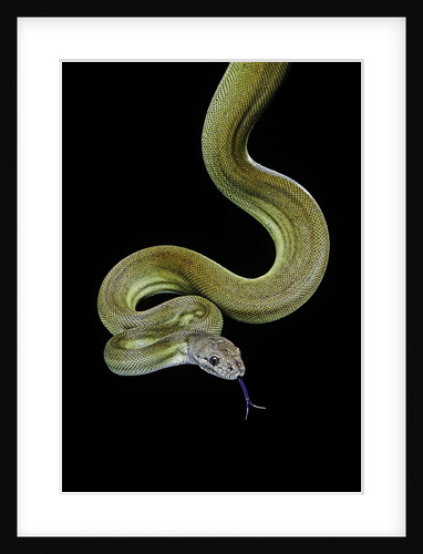 Apodora papuana (papuan python) by Anonymous
