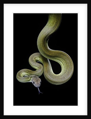 Apodora papuana (papuan python) by Anonymous