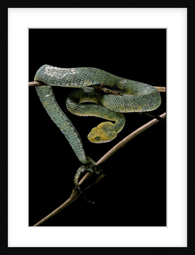 Atheris chlorechis (bush viper) by Anonymous