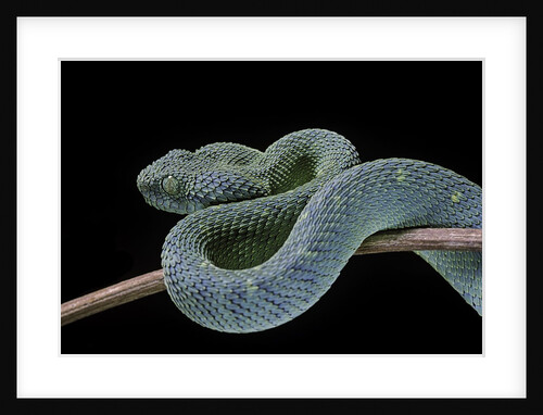Atheris chlorechis (bush viper) by Anonymous