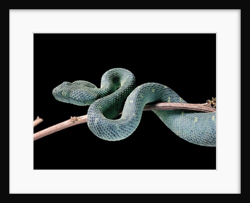 Atheris chlorechis (bush viper) by Anonymous