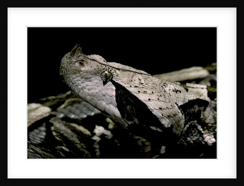 Bitis gabonica (Gaboon viper) by Anonymous