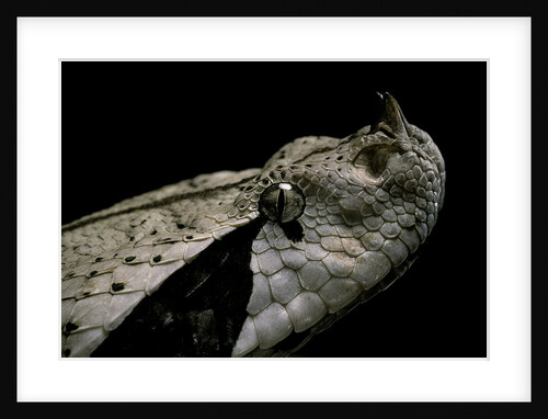 Bitis gabonica (Gaboon viper) by Anonymous