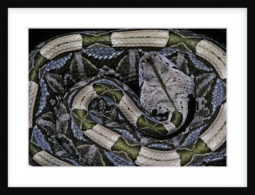 Bitis gabonica (Gaboon viper) by Anonymous