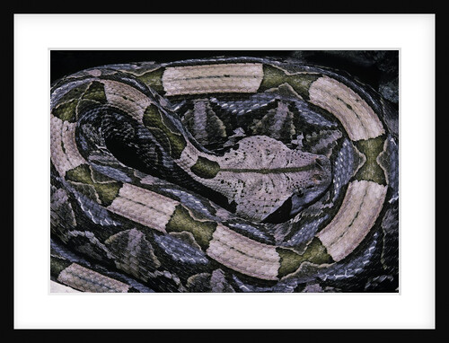 Bitis gabonica (Gaboon viper) by Anonymous