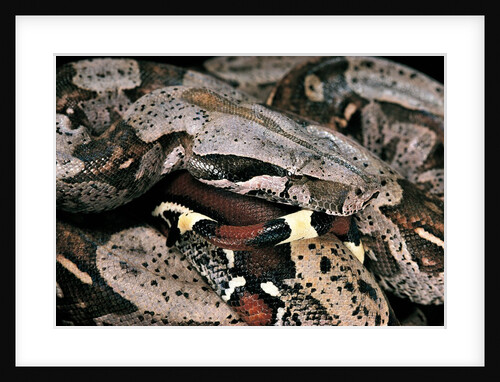 Boa constrictor by Anonymous