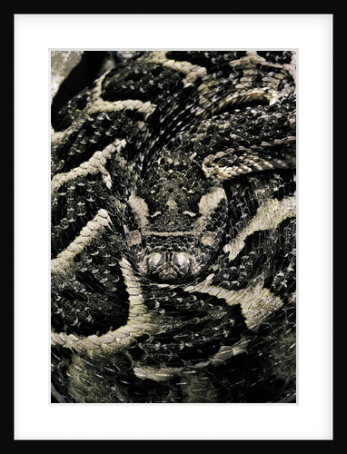 Bitis arietans (puff adder) by Anonymous