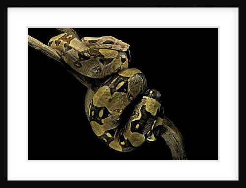 Boa constrictor by Anonymous