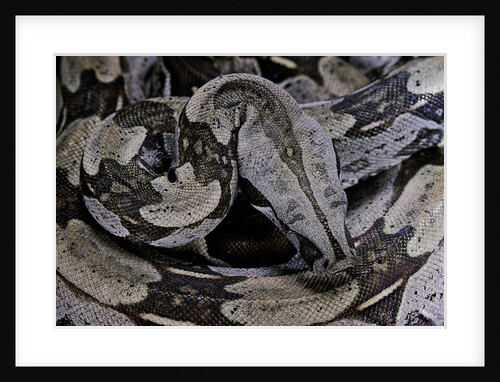 Boa constrictor constrictor by Anonymous