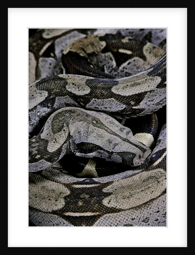 Boa constrictor constrictor by Anonymous