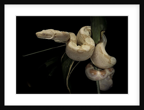 Boa constrictor f. albino by Anonymous
