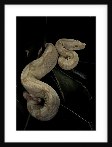Boa constrictor f. albino by Anonymous