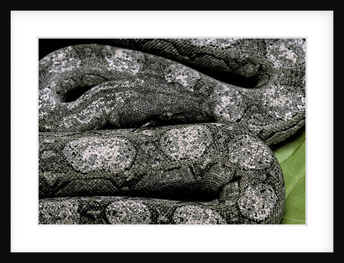 Boa constrictor occidentalis (Argentine boa constrictor) - young by Anonymous