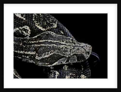 Boa constrictor occidentalis (Argentine boa constrictor) by Anonymous