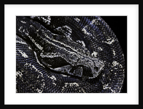 Boa constrictor occidentalis (Argentine boa constrictor) by Anonymous