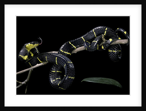Boiga dendrophila melanota (mangrove snake) by Anonymous