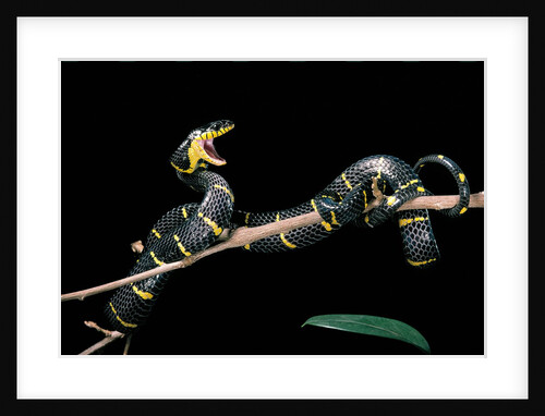 Boiga dendrophila melanota (mangrove snake) by Anonymous