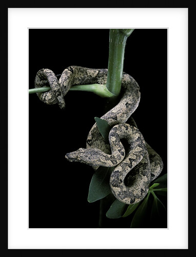 Candoia carinata carinata (New Guinea tree boa) by Anonymous