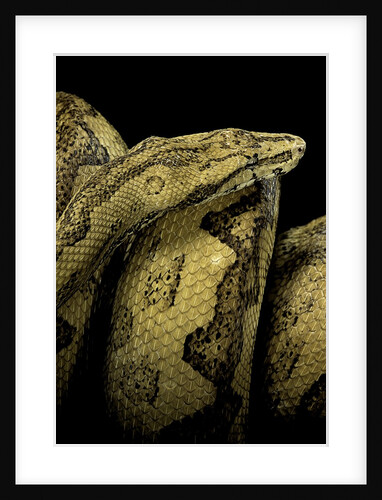 Candoia paulsoni (Solomon Island ground boa) by Anonymous