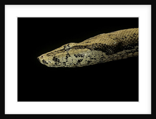 Candoia paulsoni (Solomon Island ground boa) by Anonymous