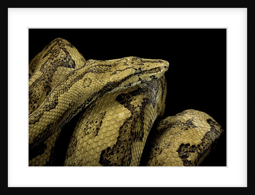 Candoia paulsoni (Solomon Island ground boa) by Anonymous