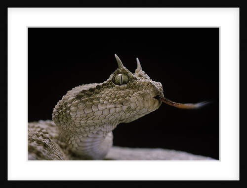 Cerastes cerastes (horned viper) by Anonymous