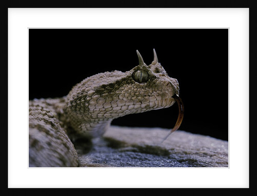 Cerastes cerastes (horned viper) by Anonymous