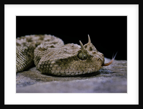 Cerastes cerastes (horned viper) by Anonymous