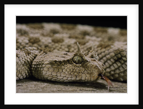Cerastes cerastes (horned viper) by Anonymous
